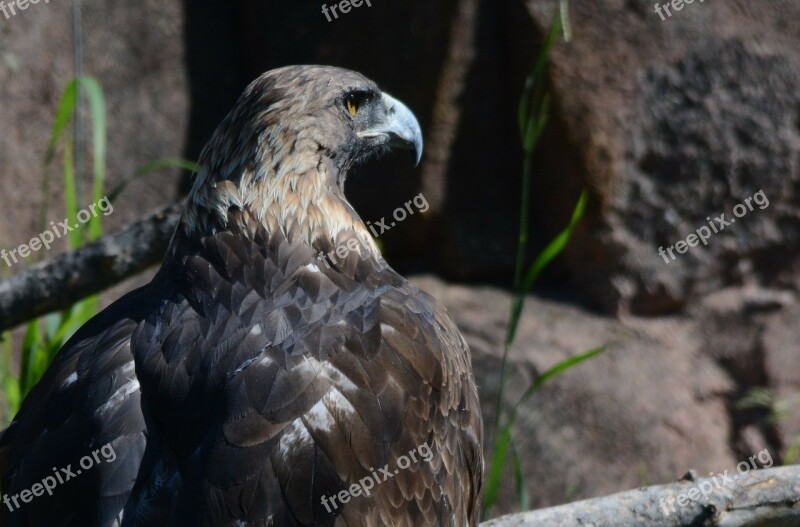 Eagle Bird Bird Of Prey Raptor Eagles