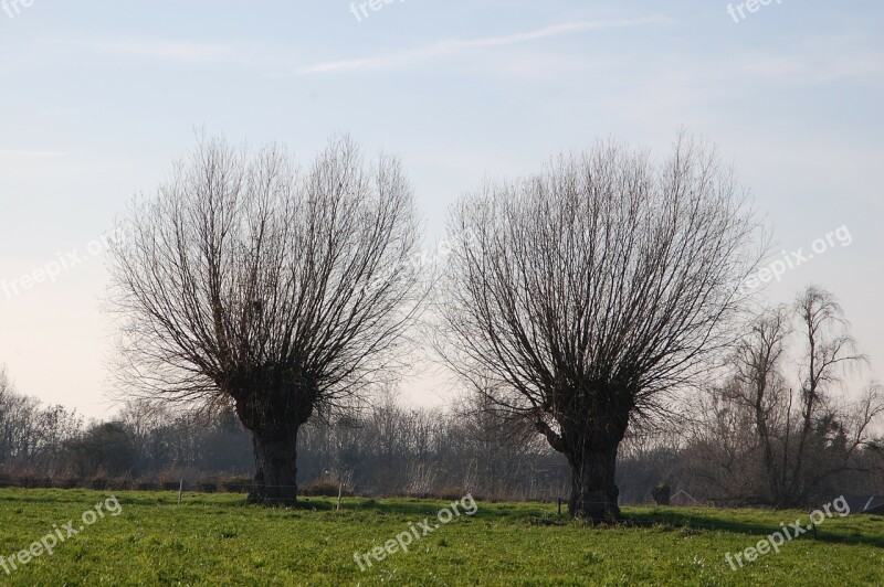 Willow Trees Nature Winter Landscape