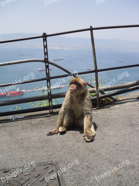 Gibraltar Monkey Barbary Ape Spain England