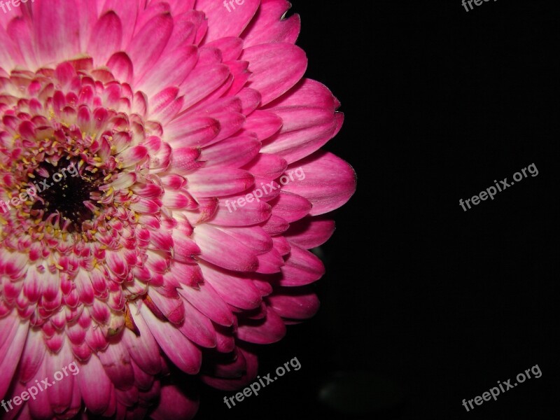 Blossom Bloom Pink Flower Plant