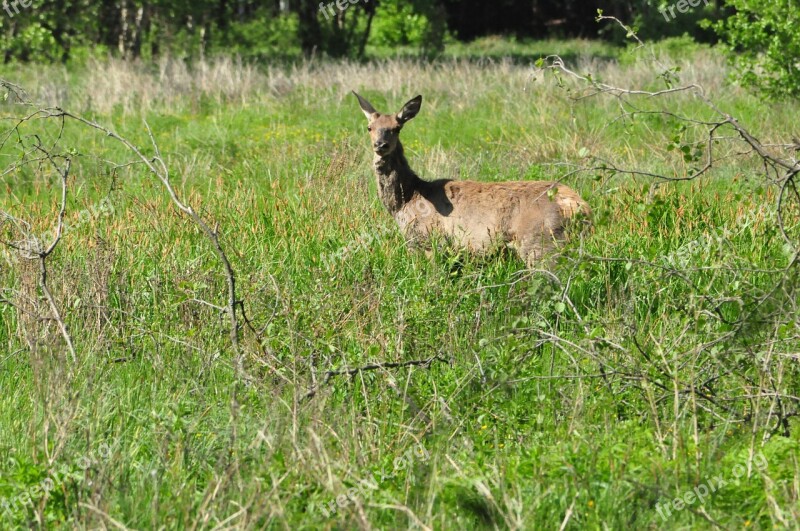 Doe Summer Green Grass Animal