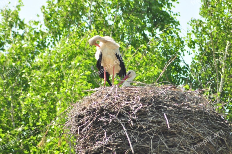 White Stork Socket Village Bird Free Photos