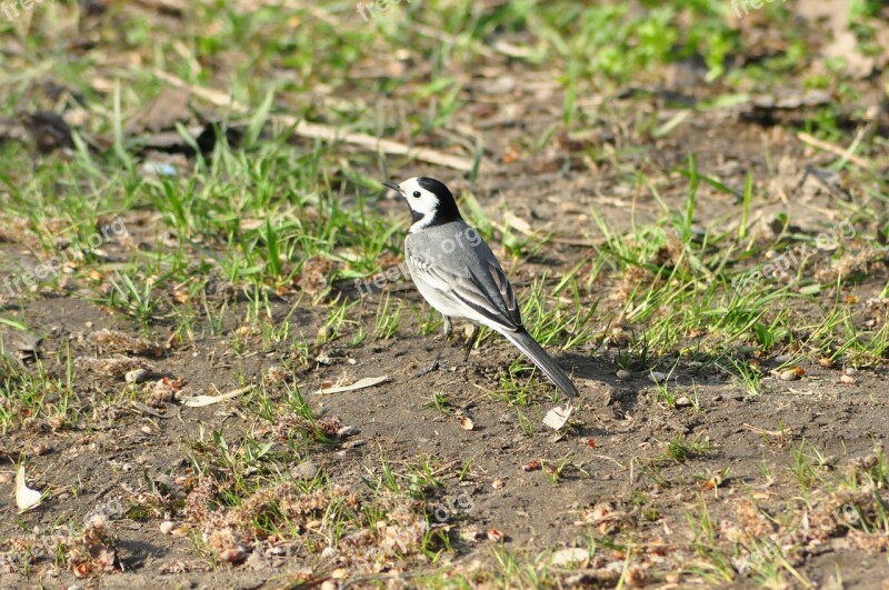 Grey Wagtail Beach Bird Pond Free Photos