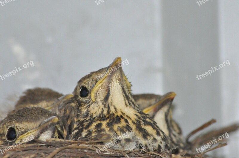 Young Birds Socket Thrush Free Photos