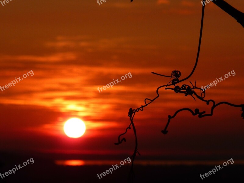 Lake Constance Sunset Grapevine Vine Water