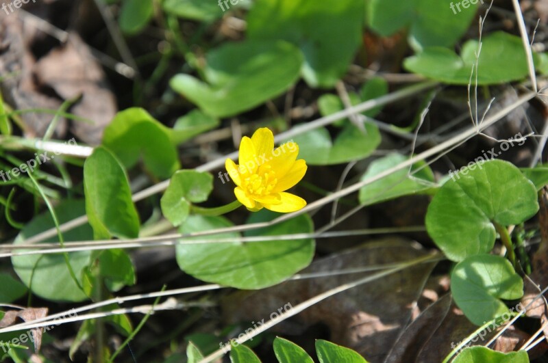 Kaczeniec Green Vegetation Flowers Yellow