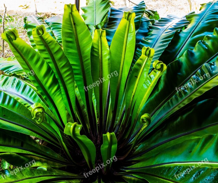 Fern Leaf Fern Green Free Photos