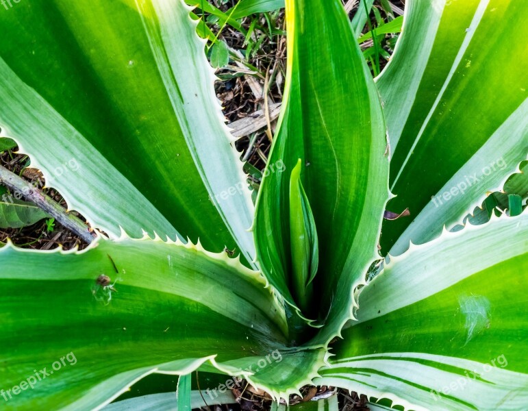 Agave Agavengewächs Plant Free Photos