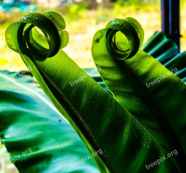 Fern Leaf Fern Green Free Photos