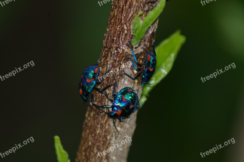 Bug Insect Blue Red Beetle