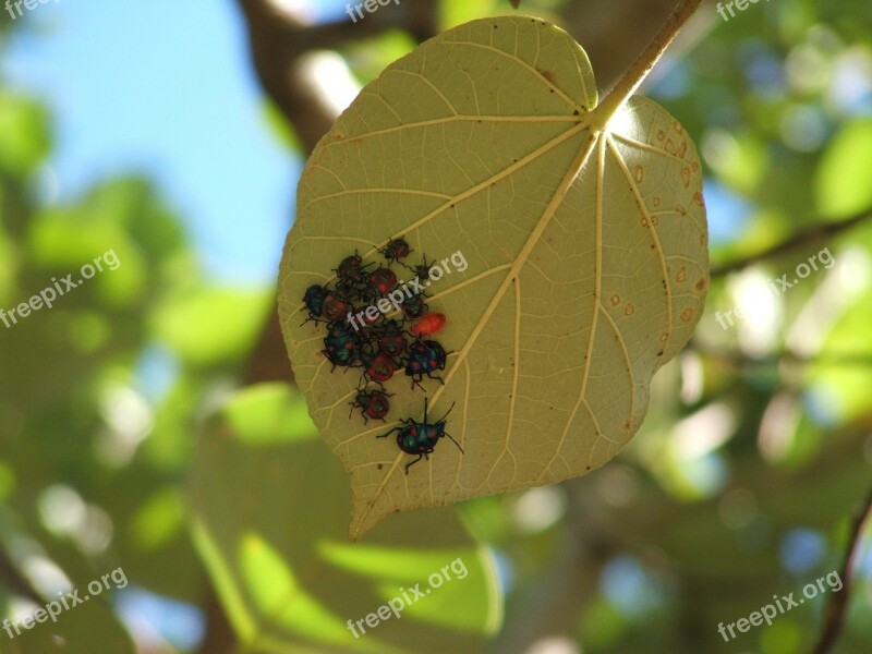 Bugs Insects Beetle Beetles Leaf