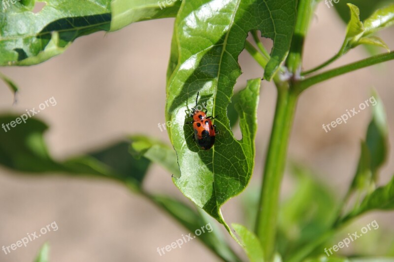 Insect Insects Bug Bugs Beetle