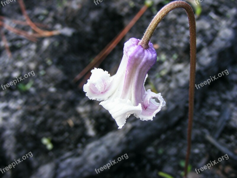 Swamp Leather Flower Clematis Crispa L Perennial Vine Flower Flowers