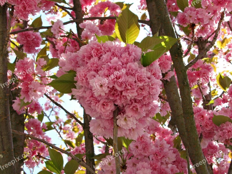 Cherry Tree Blossom Blossoms Spring