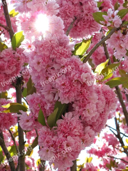 Cherry Tree Blossom Blossoms Spring