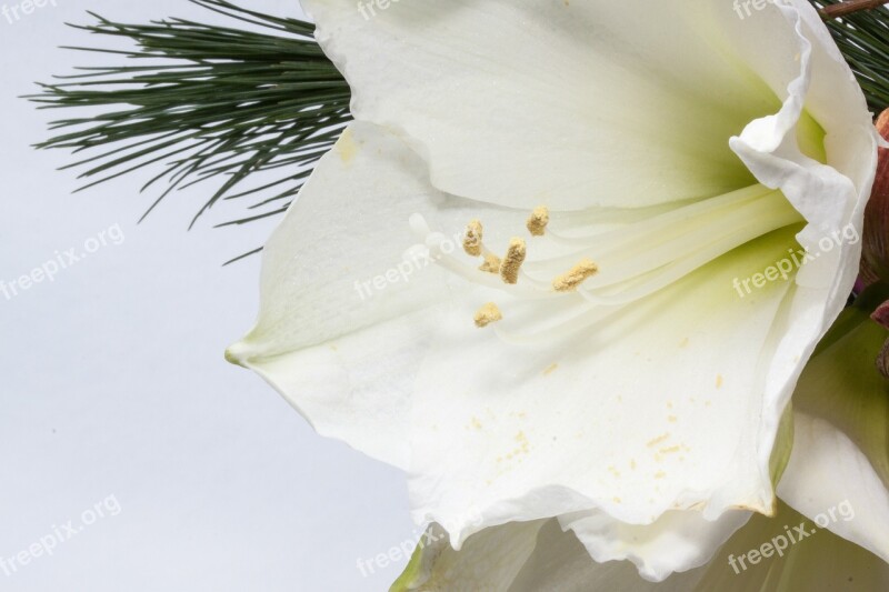 Amaryllis Flower Plant Botany Close Up