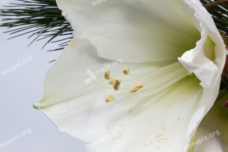 Amaryllis Flower Plant Botany Close Up