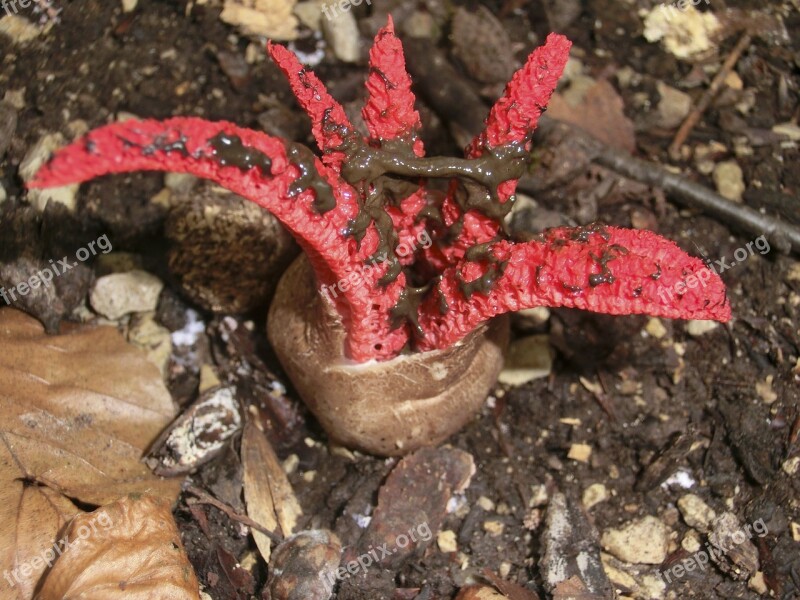 Cuttlefish Fungus Red Mushroom Clathrus Archeri Anthurus Archeri