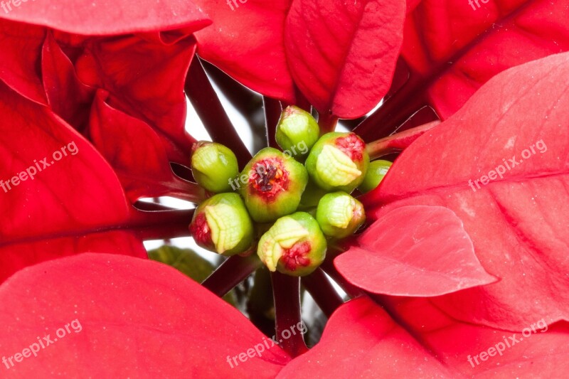 Leaf Red Poinsettia Euphorbia Pulcherrima