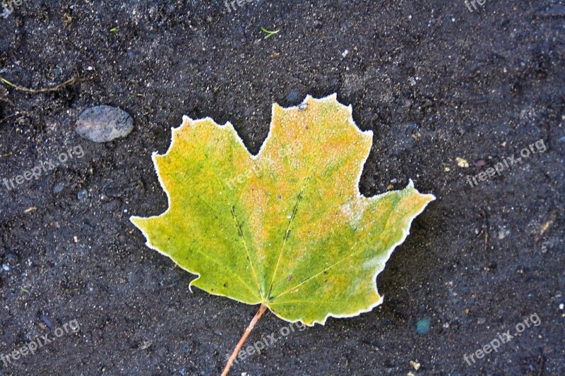 Hoarfrost Autumn Leaves Maple Red