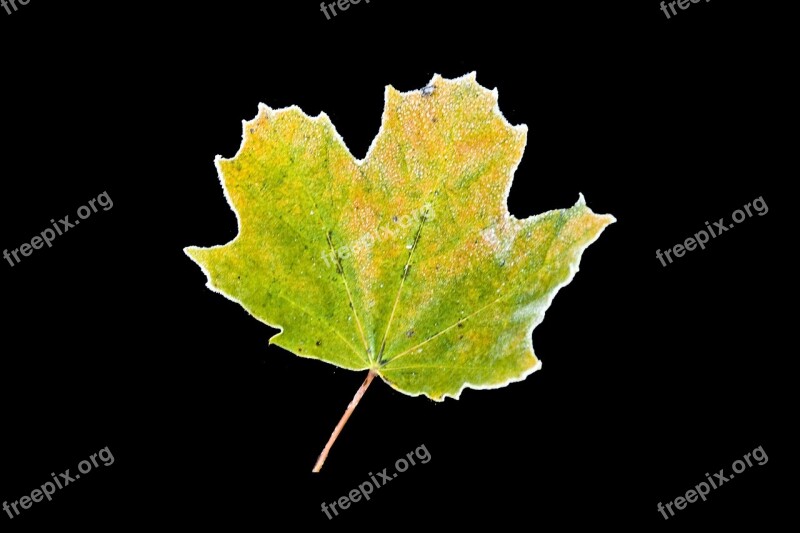 Hoarfrost Autumn Leaf Maple Yellow