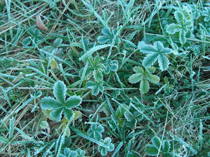 Hoarfrost Autumn Leaves Meadow Frozen