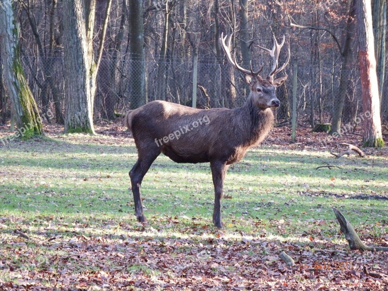 Red Deer Autumn Wild Hunting Forestry