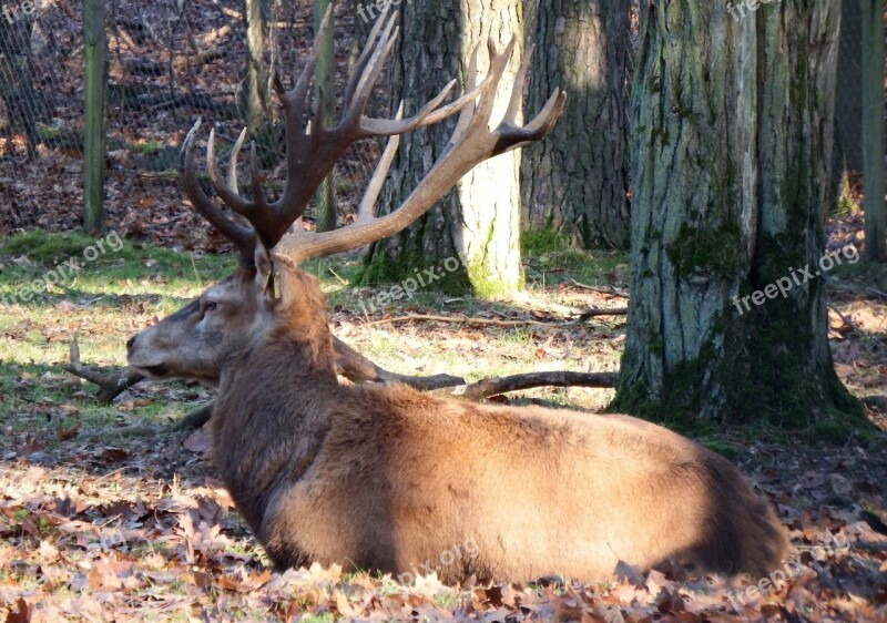 Red Deer Autumn Wild Hunting Forestry