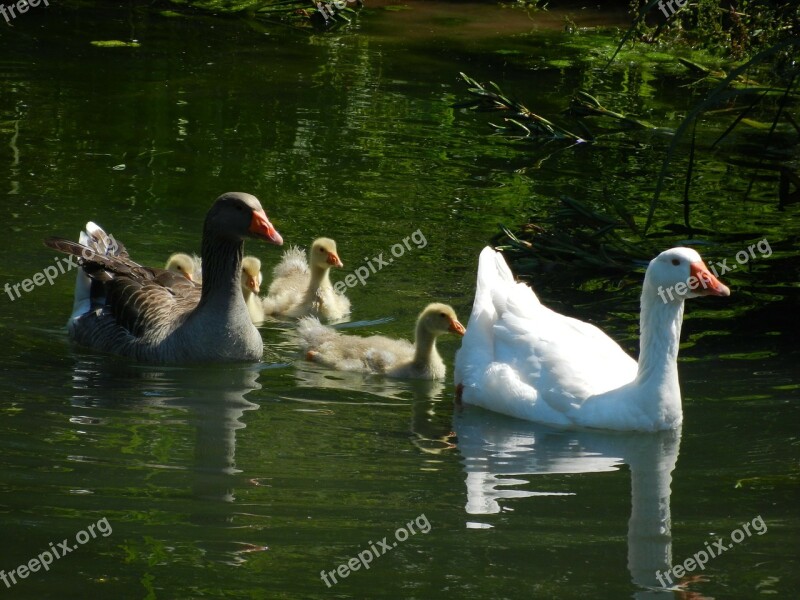 Geese Goose Family Water Swim Chicks