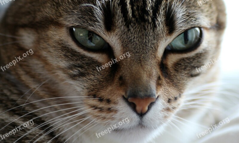 Cat Domestic Cat Cat's Eyes Relax Chill Out