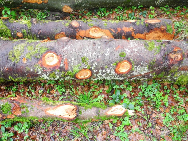 Nature Log Moss Weave Wood