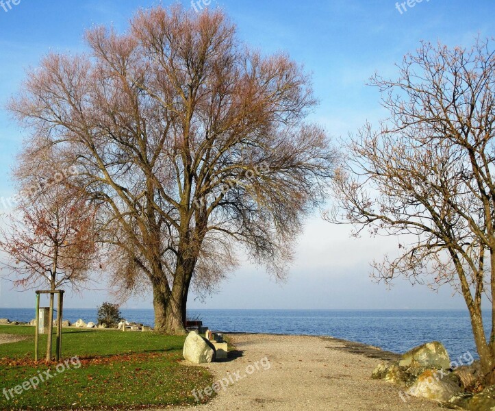 Trees Rest Romanshorn Lake Constance Lake