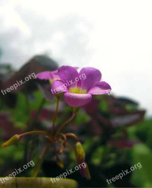 Flowers Flower Grass Green Petal