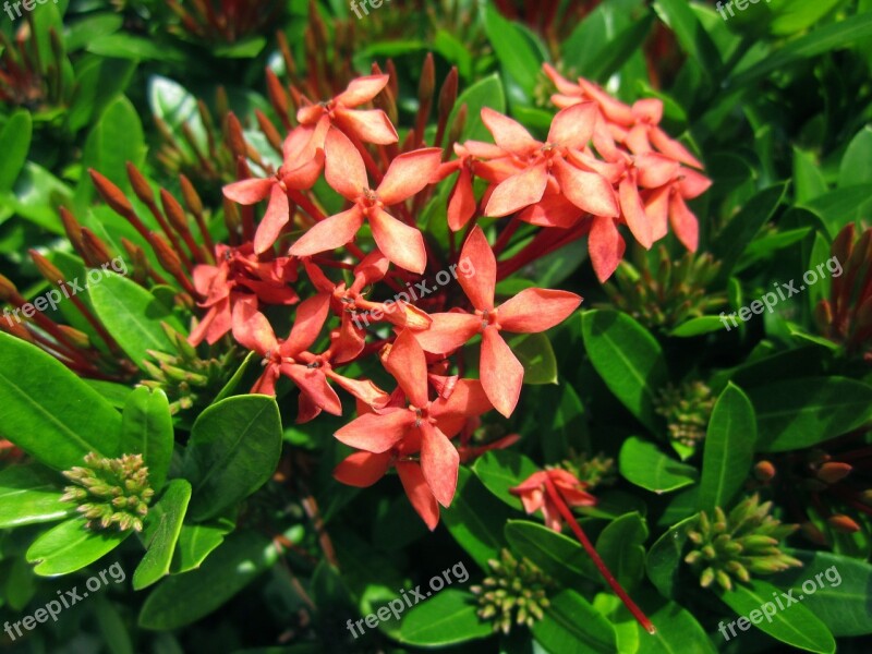 Flowers Red Nature Macro Red Flowers