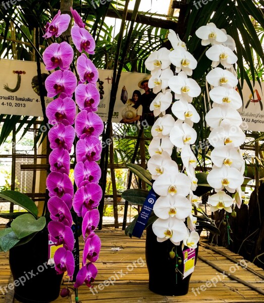 Orchid Flower Blossom Bloom White