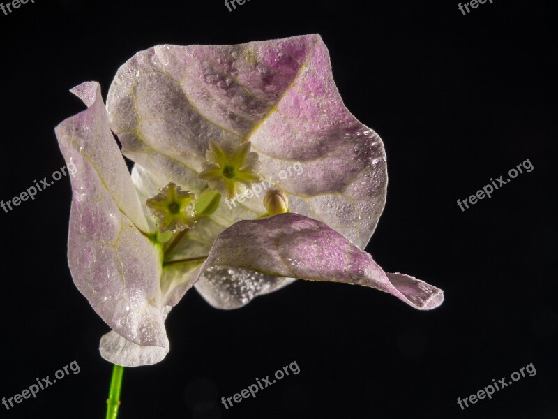 Bougainvillea Blossom Bloom Flower Bougainville