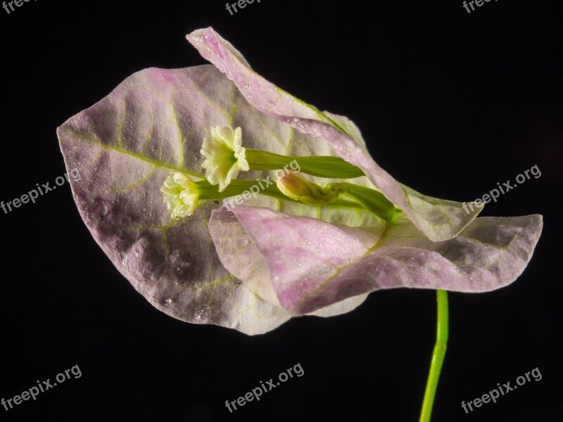 Bougainvillea Blossom Bloom Flower Bougainville