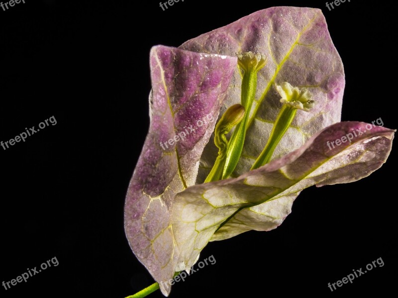 Bougainvillea Blossom Bloom Flower Bougainville