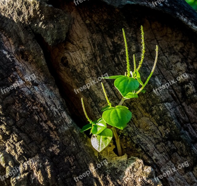 Small Plant Green Tree Stump Free Photos