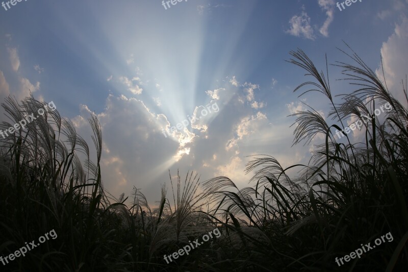 Silver Grass Sea Light Autumn Nature