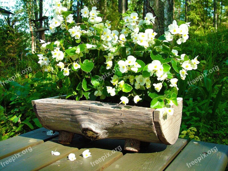 Flower White Plant Garden Pot