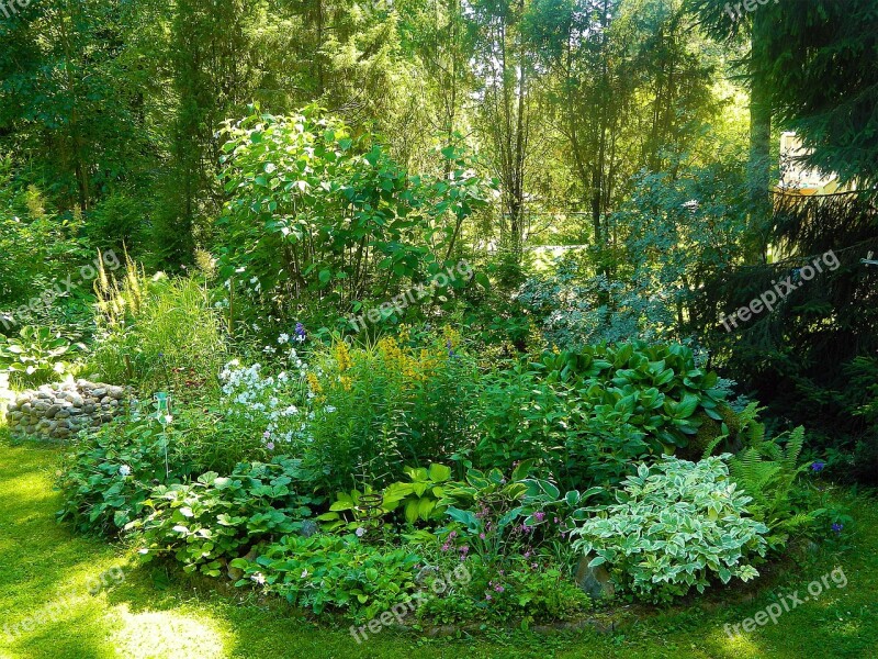 Garden Yard Plants Small Summer