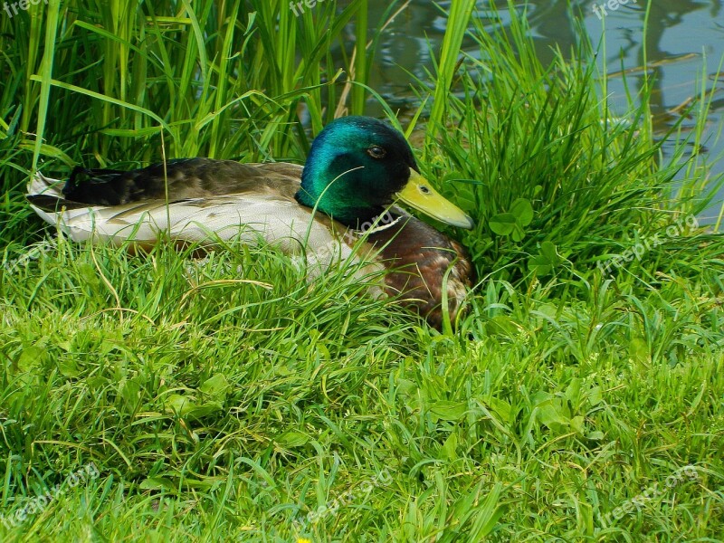 Duck Waterfowl Finnish In The Grass Male