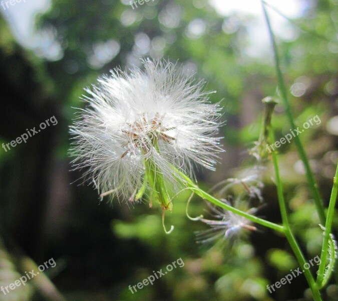 Flower Grass Green Weed Dandelion