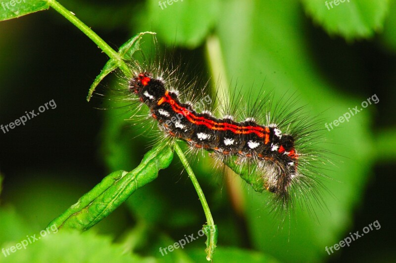 Caterpillar Green Hair Animal Free Photos