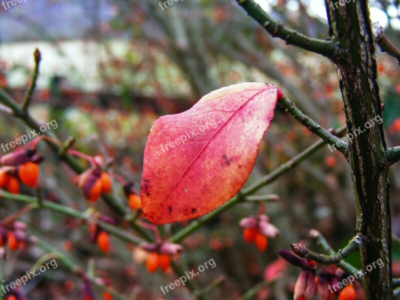 Leaf Fall Autumn Season Red