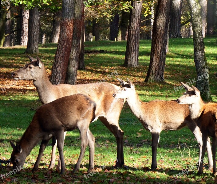 Red Deer Group Red Deer November Autumn Forest