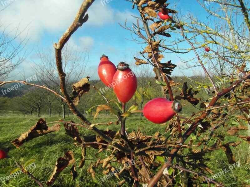 Rose Hip Red Wild Fruit Drug