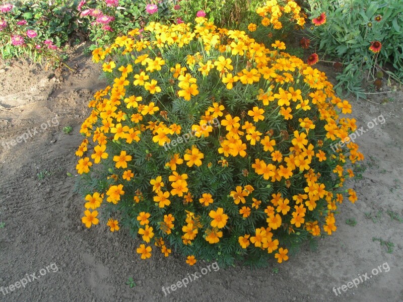 Tagetes Amaranth Flower Orange Summer