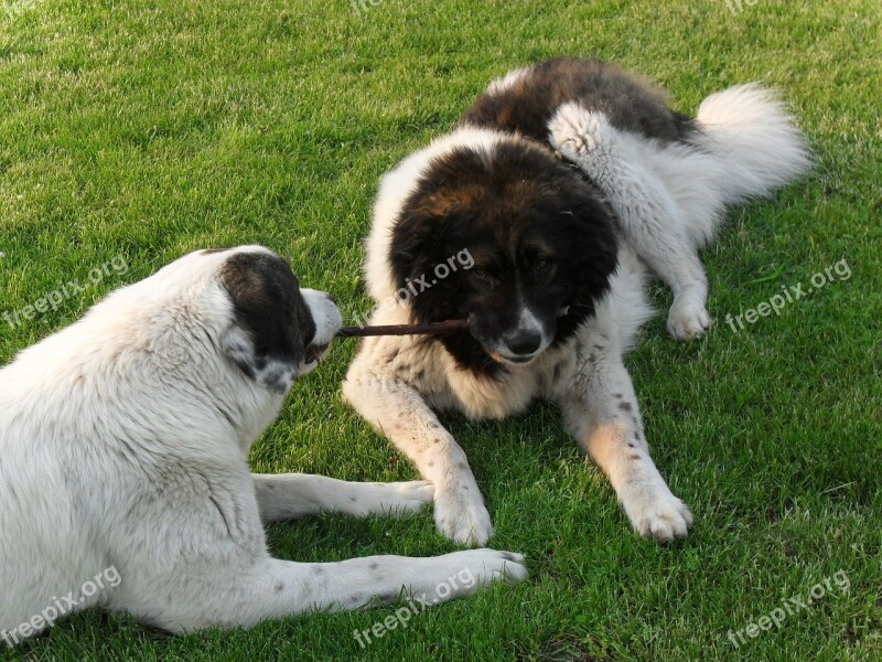 Dog Garden Fur Coat Caucasian Grass